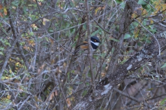 Kapschnäpper (Batis capensis)