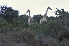 Giraffe (Giraffa camelopardalis)