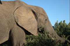 Afrikanischer Elefant (Loxodonta africana)