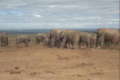 Afrikanischer Elefant (Loxodonta africana)