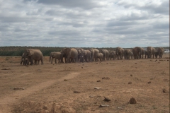 Afrikanischer Elefant (Loxodonta africana)