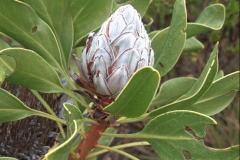 Wilde Königsprotea (Protea cynaroides)