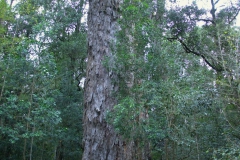 Big Tree