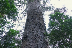 Big Tree