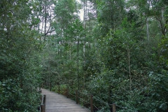 Landschaft im Tsitsikamma National Park