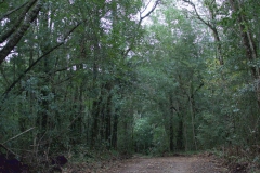 Landschaft im Tsitsikamma National Park