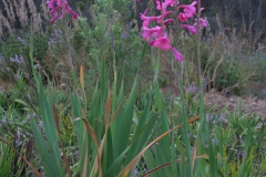 Gladiolus indet.