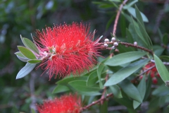 Zylinderputzer indet.