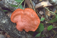 Blutroter Zinnoberschwamm (Pycnoporus sanguineus)