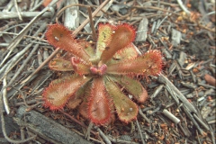 Unbekannter Sonnentau