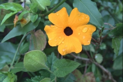 Schwarzäugige Susanne (Thunbergia alata)