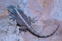 Südliche Steinagame (Agama atra)