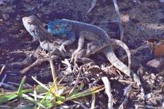 Südliche Steinagame (Agama atra)