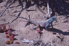 Südliche Steinagame (Agama atra)