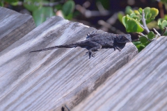 Südliche Steinagame (Agama atra)