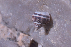 Tropidophora spec.