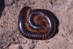 Tausendfüßer (unbestimmt) (Myriapoda indet.)