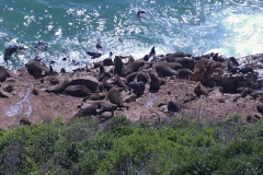 Südafrikanischer Seebär (Arctocephalus pusillus)