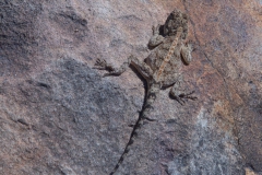 Südliche Steinagame (Agama atra)