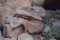 Rotflankenskink (Trachylepis homalocephala)