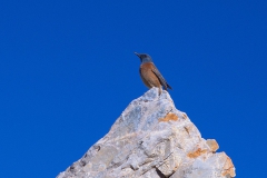 Klippenrötel (Monticola rupestris)