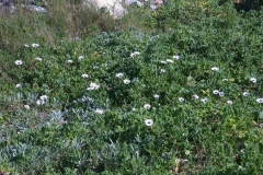 Kapkörbchen (Osteospermum)