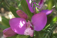Polygala myrtifolia