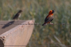 Oryxweber (Euplectes orix)