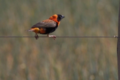 Oryxweber (Euplectes orix)