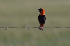 Oryxweber (Euplectes orix)