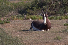 Buntbock (Damaliscus pygargus)