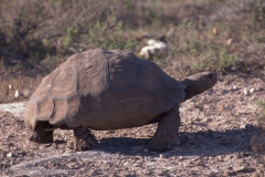 Pantherschildkröte (Stigmochelys pardalis)