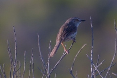 Fleckenprinie (Prinia maculosa)