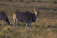 Elenantilope (Taurotragus oryx)