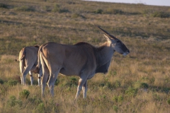 Elenantilope (Taurotragus oryx)