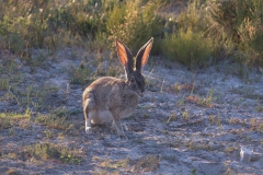 Kaphase (Lepus capensis)