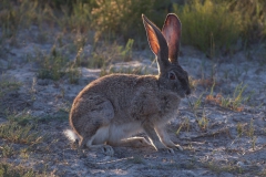 Kaphase (Lepus capensis)
