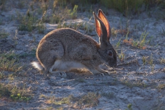 Kaphase (Lepus capensis)