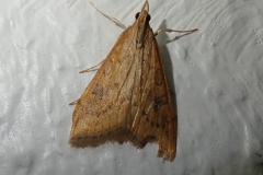 Wander-Fettzünsler (Udea ferrugalis)