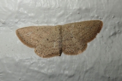 Unbekannter Nachtfalter