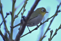 Kapbrillenvogel (Zosterops pallidus)