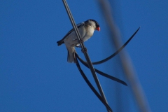 Dominikanerwitwe (Vidua macroura)