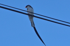 Dominikanerwitwe (Vidua macroura)