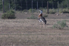Kafferntrappe (Neotis denhami)