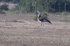 Kafferntrappe (Neotis denhami)