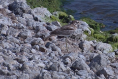 Wassertriel (Burhinus vermiculatus)