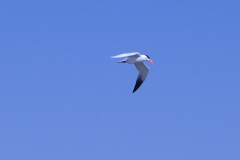 Raubseeschwalbe (Hydroprogne caspia)