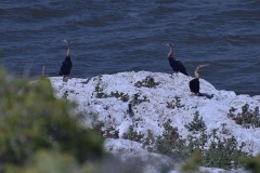 Schlangenhalsvogel (Anhinga rufa)