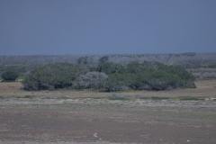 Schreiseeadler (Haliaeetus vocifer) am Nest