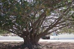 Unbekannter Baum